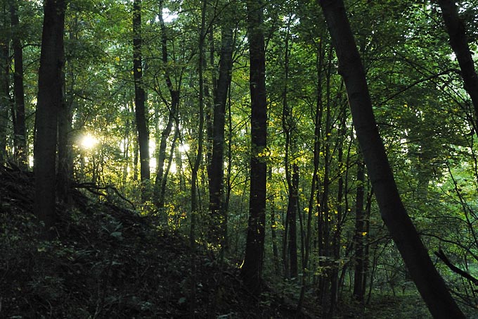 Ein intakter Wald leistet mehr für den Klima- und Artenschutz als vermeintlich klimaneutrale Energiegewinnung durch Holzverbrennung. - Foto: Lutz Köhler