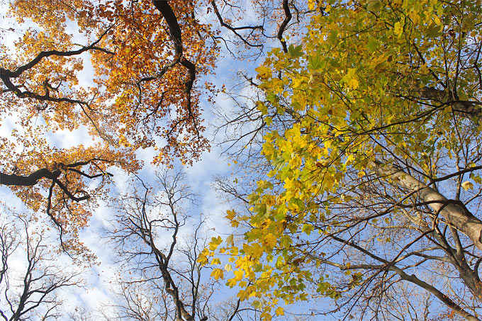 Herbstwald mit Eichen und Bergahorn - Foto: Helge May