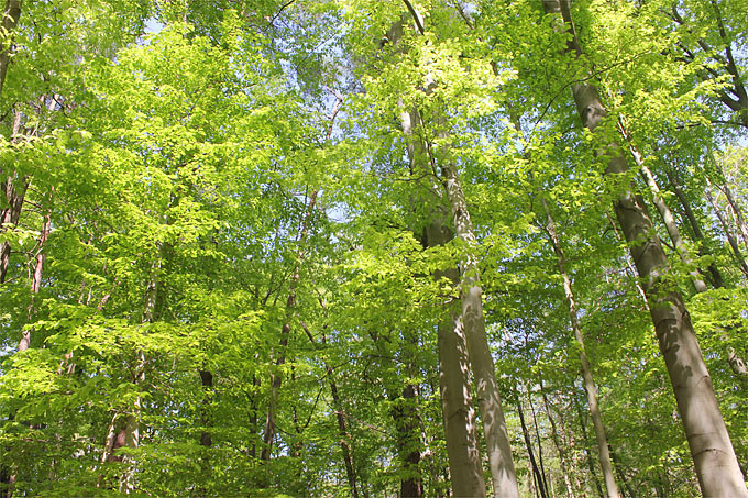 Ein intakter Wald leistet mehr für den Klima- und Artenschutz als vermeintlich klimaneutrale Energiegewinnung durch Holzverbrennung.  - Foto: Helge May