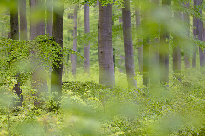 Der Grumsiner Forst frühen Sommer - Foto: Sebastian Hennigs