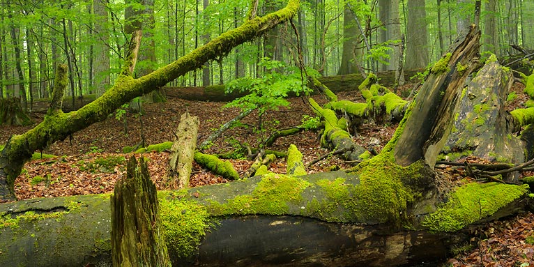 Bayerischer Wald - Foto: Matthias Schickhofer
