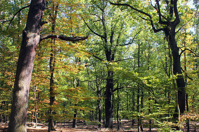 Ein intakter Wald leistet mehr für den Klima- und Artenschutz als vermeintlich klimaneutrale Energiegewinnung durch Holzverbrennung.  - Foto: Helge May