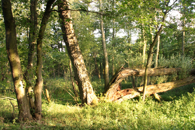 Altholzbestände müssen als Brutbäume erhalten bleiben. - Foto: Eric Neuling