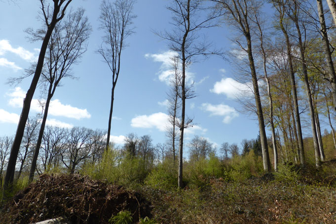 Wirtschaftswald mit abgeräumtem Altholzbestand - Foto: M. Harthun
