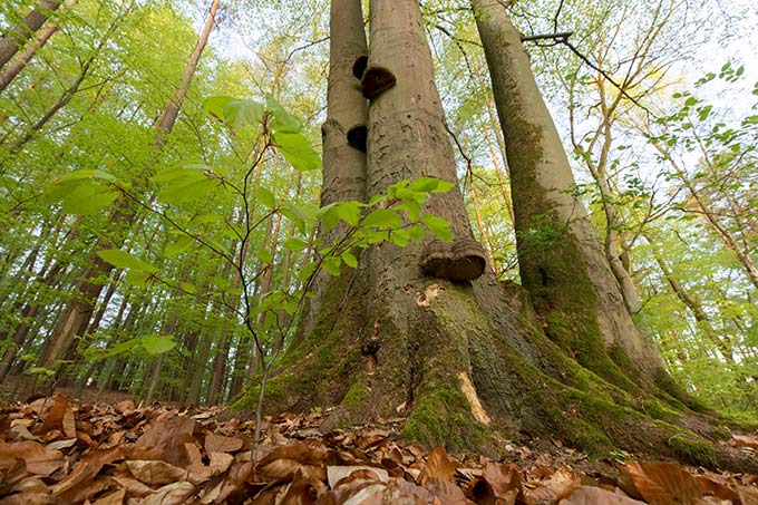 Naturwald im Biesenthaler Becken - Foto: NABU-Stiftung/Klemens Karkow