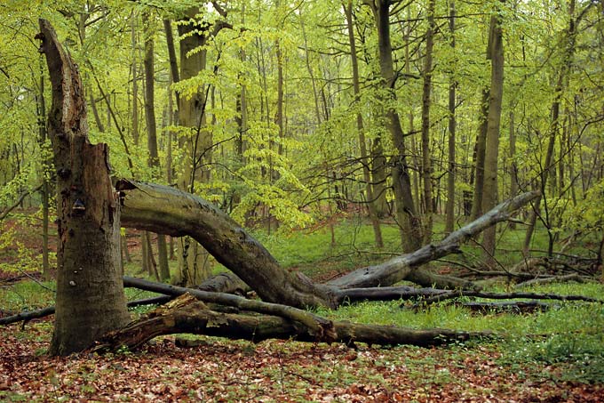 Strukturreicher Buchenwald: So könnte unser Wald auf den meisten Flächen Deutschlands sein. Ein Paradies für Tiere und Pflanzen. - Foto: Frank Leo