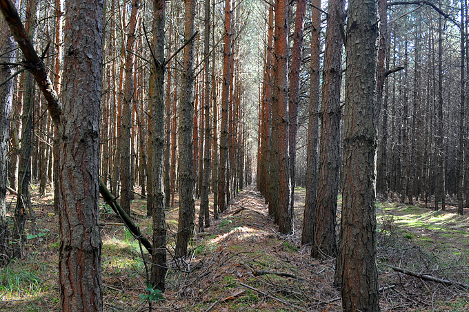 Die angepflanzten Forstmonokulturen aus Nadelbäumen brennen viel schneller als ein naturnaher Laubwald. - Foto: Felix Grützmacher