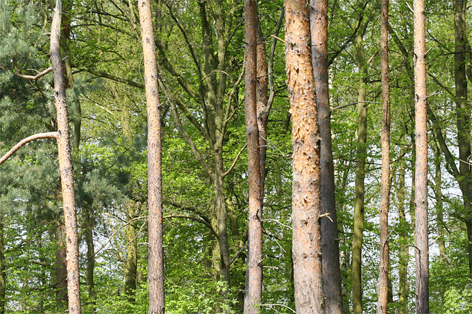Wald mit Totholz