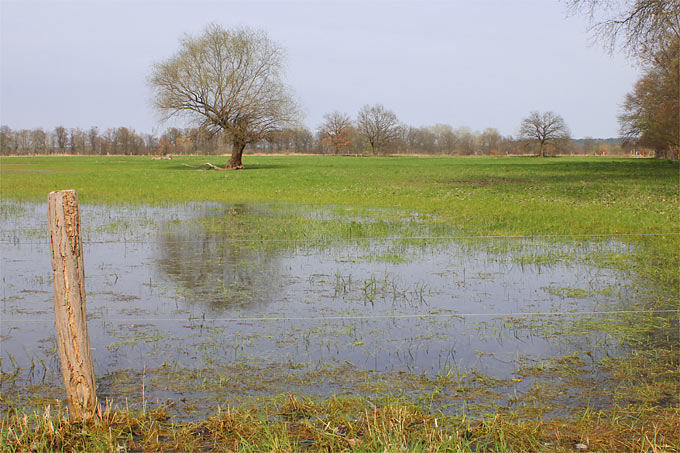 Überschwemmte Weide im Frühjahr - Foto: Helge May