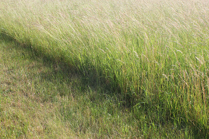 Intensiv bewirtschaftetes Grünland: für Insekten eher eine Graswüste, als ein geeigneter Lebensraum - Foto: Helge May
