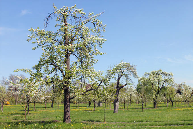 Birnbaumblüte in der Kolonie Alexandrowka - Foto: Helge May