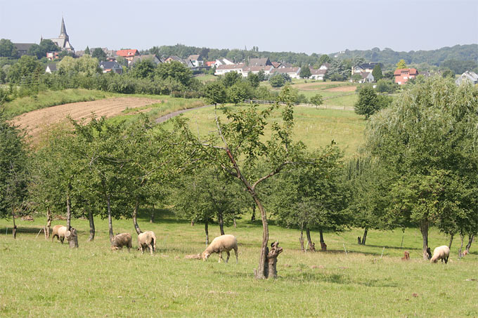 Obstwiese mit Schafbeweidung - Foto: Helge May