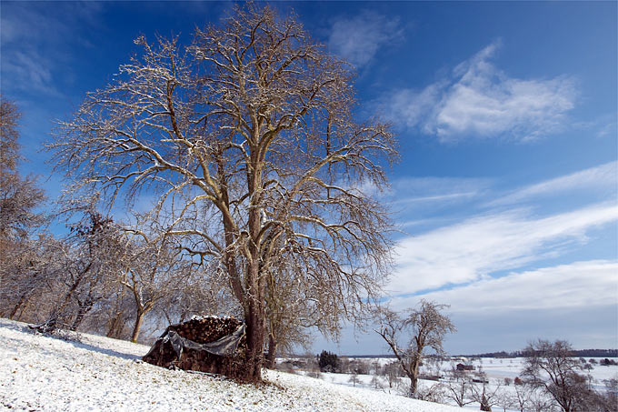 Winterliche Streuobstwiese mit altem Birnbaum - Foto: Frank Derer