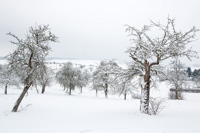 Winterliche Streuobstwiese - Foto: Frank Derer