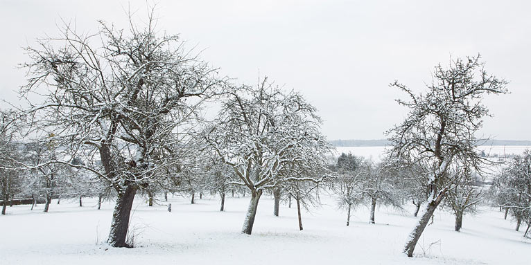 Winterliche Streuobstwiese - Foto: Frank Derer