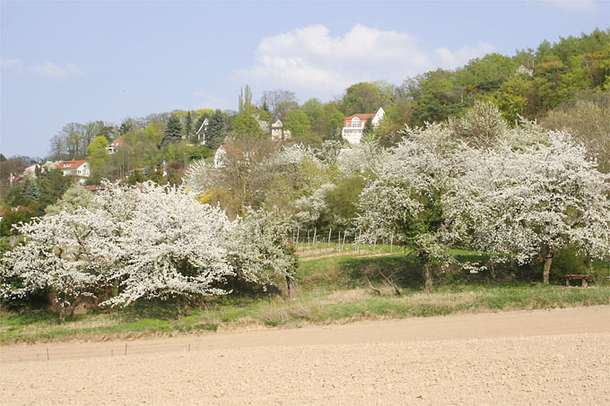Kirschbaumblüte an der Hessischen Bergstraße - Foto: Helge May