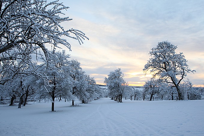 Streuobstwiese im Winter - Foto: Frank Derer
