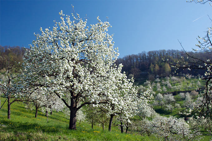 Obstbaumblüte am Stromberg