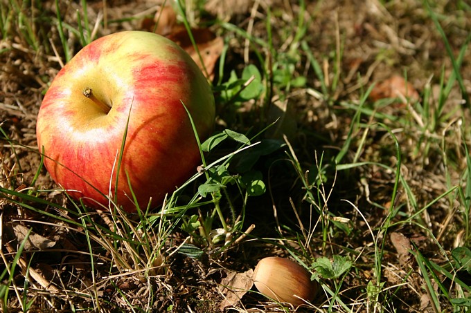 Apfel auf der Streuobstwiese - Foto: Michaela Steininger