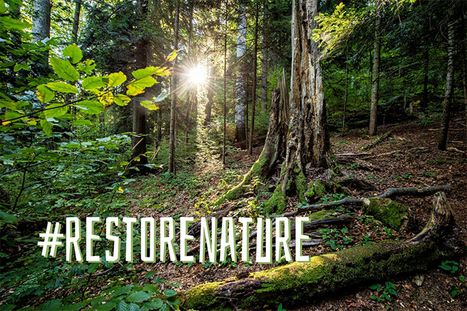 Der Wald als Kohlenstoffsenke ist ein wichtiger Verbündeter im natürlichen Klimaschutz – Foto: NABU/ProPark
