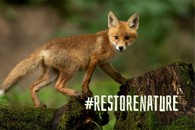 In naturnahen Wäldern erholt sich auch die Tierwelt - Foto: WWF EU