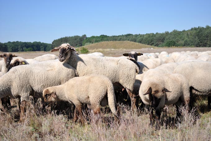Schafe weideten schon immer in der Hutelandschaft bei Altranft, sogar während der militärischen Nutzung. - Foto: Felix Grützmacher
