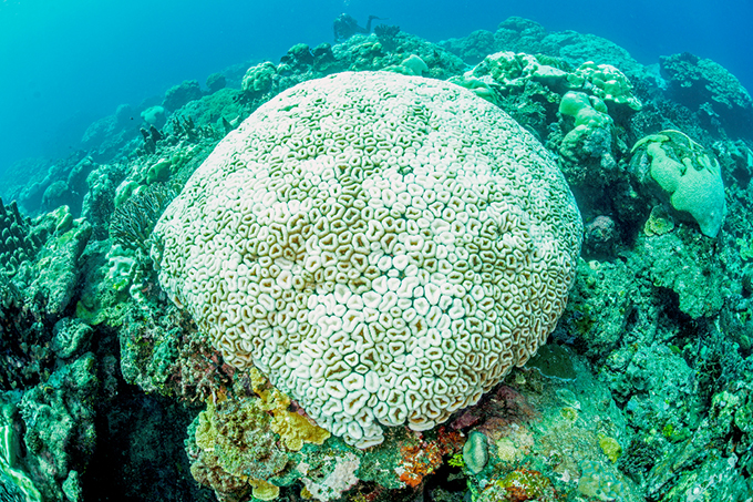 Je wärmer die Meere, desto häufiger bleichen Korallen lebensbedrohlich aus. Foto: Herbert Frei