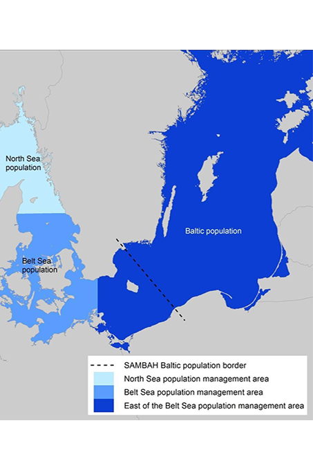 Darstellung der drei Schweinswalpopulationen. Die gestrichelte Linie stellt die räumliche Grenze von Mai-Oktober der zwei Ostseepopulationen dar. Grafik: 2021 ASCOBANS Progress Report on the Jastarnia Plan