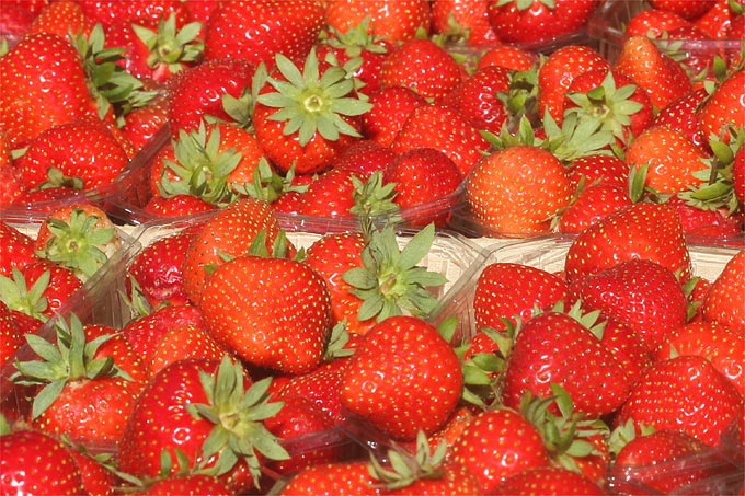Erdbeeren - Foto: Helge May