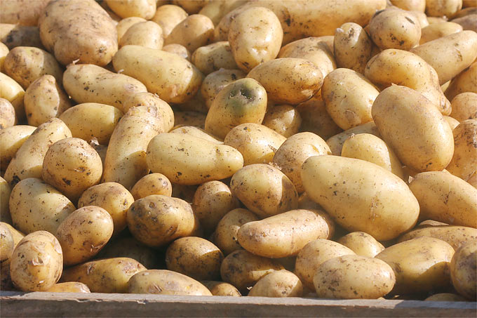 Kartoffeln der Sorte „Sieglinde“ – Foto: Helge May