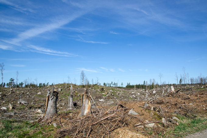 Abgeholztes Waldgebiet in Schweden. Das Holz für Papier stammt aus industrieller Forstwirtschaft, nicht aus naturnahen Wäldern. - Foto: iStock.com/kn1