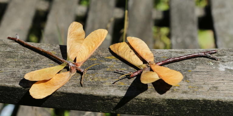 Libellen aus Naturmaterialien - Foto: NABU/Thomas Heß