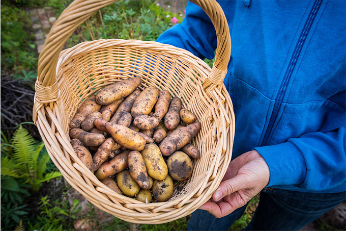 Korb mit Kartoffeln der Sorte „Bamberger Hörnchen“ - Foto: NABU/Sebastian Hennigs