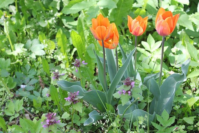 Tulpen im Naturgarten - Foto: Helge May