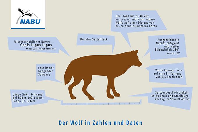 Wie groß kann ein Wolf werden und wie schnell kann er laufen? Alle Antworten auf einen Blick. - Grafik: greeneducation4all/S. Gendera