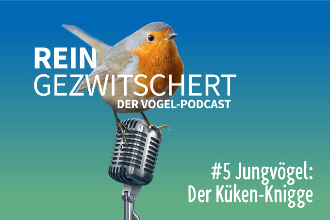 Der Podcast für alle, die auf Vögel fliegen