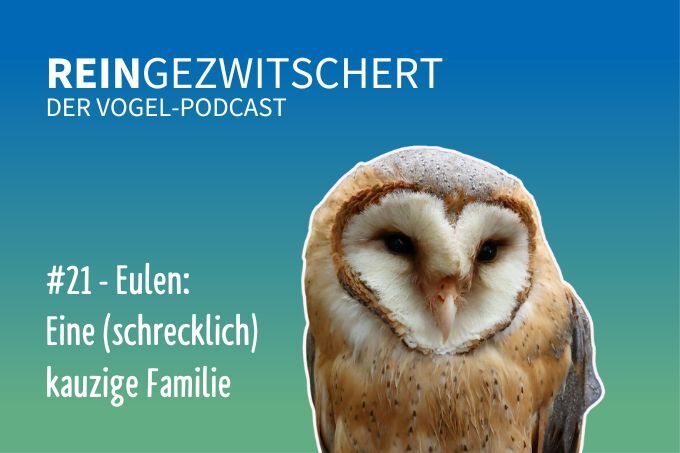 NABU-Vogelpodcast „Reingezwitschert“, Folge 21: Eulen - Foto: NABU-naturgucker.de/U. Köller