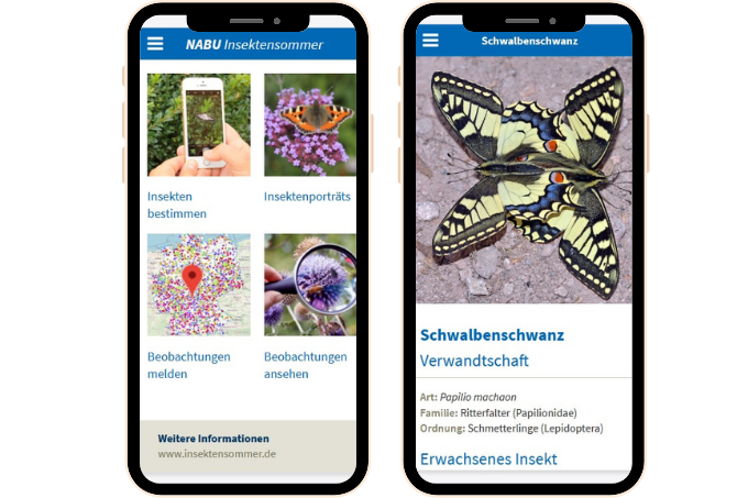 Die neue Web-App „NABU Insektensommer“