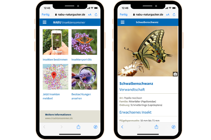 210601 Teaser App Insektensommer