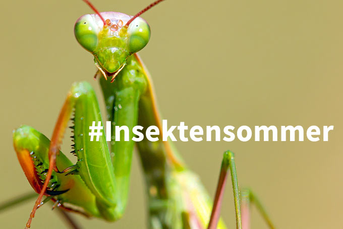 #Insektensommer – Foto Gottesanbeterin: Frank Derer