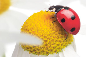Insektensommer-Aktionsbild – Foto: NABU