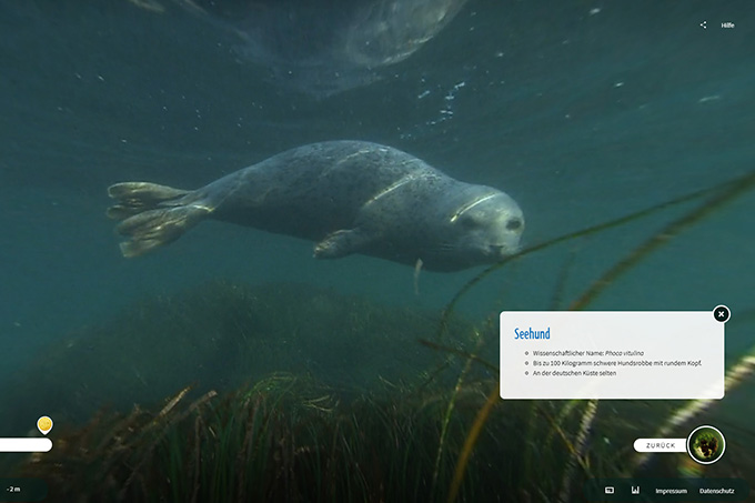 Screenshot aus OstseeLIFE: Ein Seehund vor der Linse - Foto: Kubikfoto