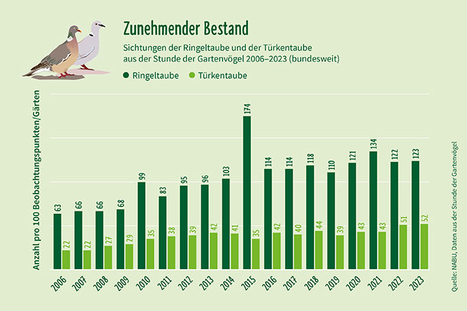 Bestandsentwicklung Ringeltaube und Türkentaube Stunde der Gartenvögel 2023.
