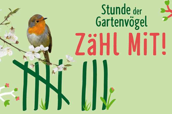Stunde der Gartenvögel 2020 – Grafik: publicgarden, Foto Rotkehlchen: Mathias Schäf