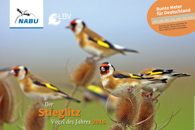 NABU-Plakat zum Vogel des Jahres - Foto: Mathias Schäf