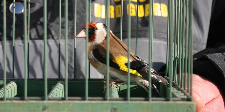 Beschlagnahmte Stieglitze - Foto: Komitee gegen den Vogelmord