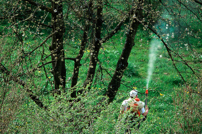 Pestizide, die Insekten töten, rauben dem Star seine Nahrung. Zusätzlich wird er geschädigt, wenn er das am Obst haftende Gift frisst.  - Foto: Manfred Delpho