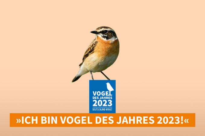 Das Braunkehlchen ist der Vogel des Jahres 2022