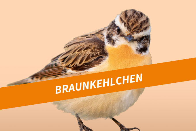 Braunkehlchen - Foto: NABU/Mathias Schäf