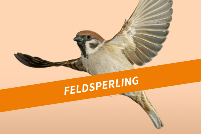 Feldsperling - Foto: Markus König/Naturfotografen-Forum